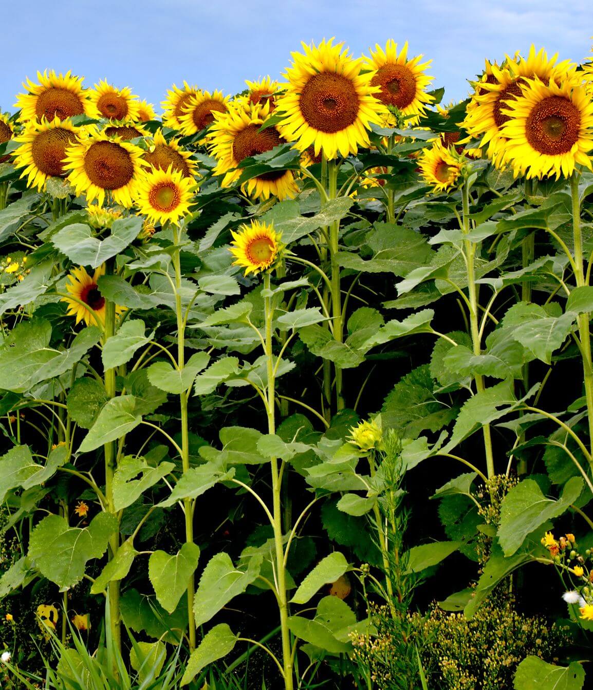 Từ tiếng Anh bắt đầu bằng chữ S sunflower